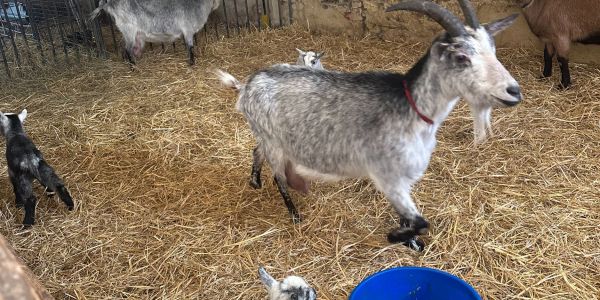 UNE JOURNÉE AU COEUR DE LA FERME POUR LES ENFANTS DES ÉCOLES DE RECH