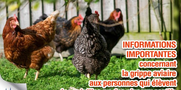 Grippe aviaire : Sarralbe dans la zone de contrôle temporaire Grippe aviaire : Sarralbe dans la zone de contrôle temporaire