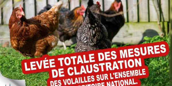 Levée totale des mesures de claustration des volailles Levée totale des mesures de claustration des volailles