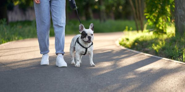 RAPPEL À LA RÉGLEMENTATION – CHIENS EN PROMENADE RAPPEL À LA RÉGLEMENTATION – CHIENS EN PROMENADE