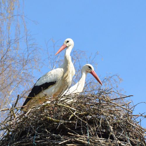 Les Cigognes