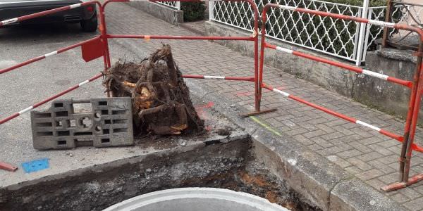 Plantation de nouveaux arbres dans la rue d’Eich