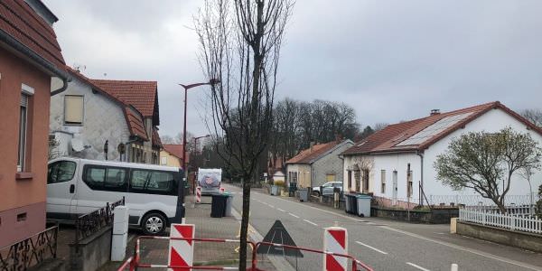 Plantation de nouveaux arbres dans la rue d’Eich