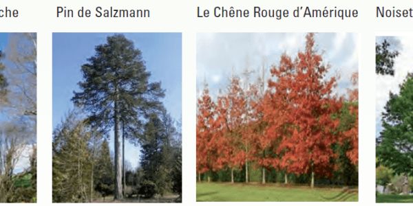 Reboisement des Alignements d’Epicéa Scolytés de la forêt de Sarralbe