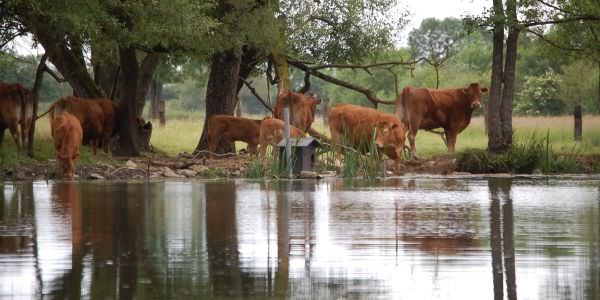 Agriculture