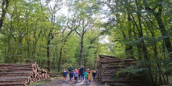 Forêt de Sarralbe