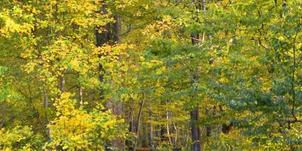 Forêt de Sarralbe