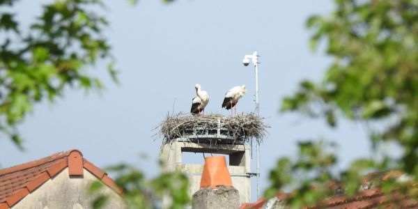 Cigognes à Sarralbe